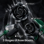 Black roses shown at full bloom, half bloom and bud stage on dark fabric