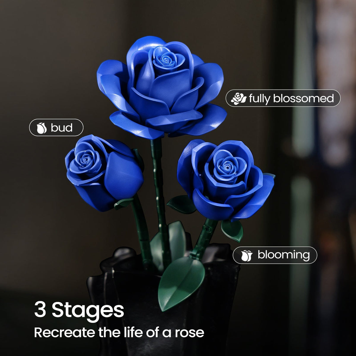 Blue roses shown as bud, blooming and fully blossomed on a dark background