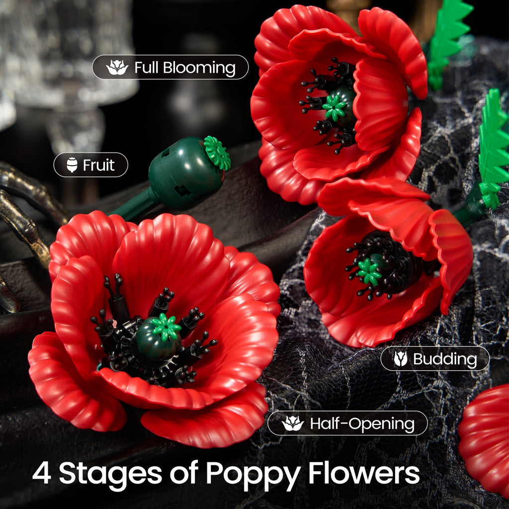 Red poppies shown at budding, half-opening, full blooming and seed pod stage