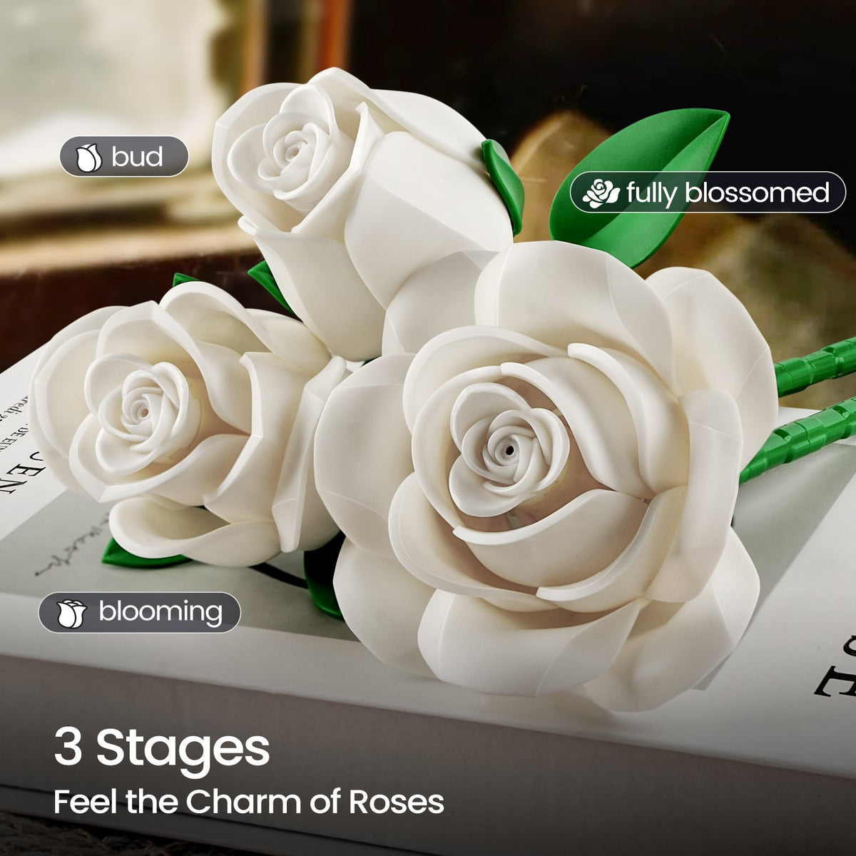 White roses shown at bud, blooming and fully blossomed stage